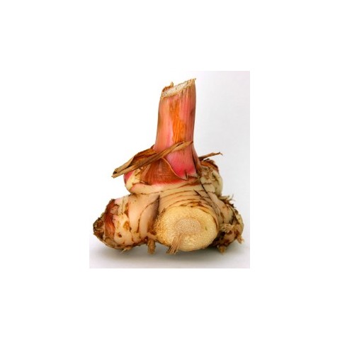 Galangal (medicinal alpine), ground, organic, Seyfried, 50g