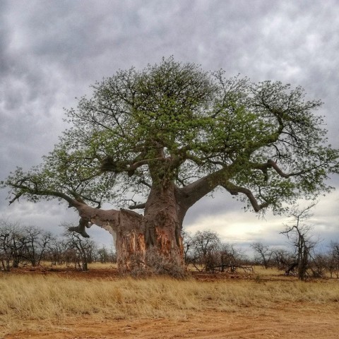 Orgaaniline Baobabiõli, Alteya Organic, 50ml