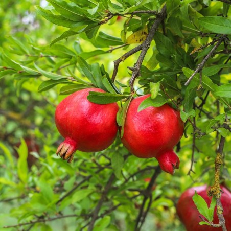 Organic Pomegranate Seed Oil, Alteya Organic, 50ml