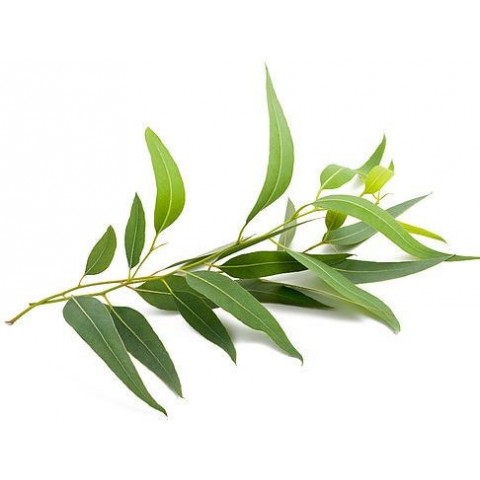 Teepuu eeterlik õli Tea Tree, Sattva Ayurveda, 10 ml