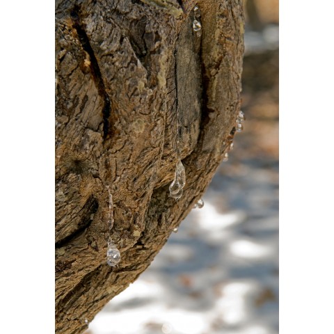 Mastik koos prebiootikumidega Helicobacter Mastic+ vastu, Mastic Life, 160 kapslit