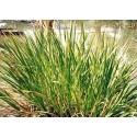 Acorus pen root Vacha (Calamus), ground, organic, Seyfried, 50g