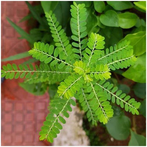 Toidulisand Phyllanthus Niruri, Planet Ayurveda, 60 kapslit