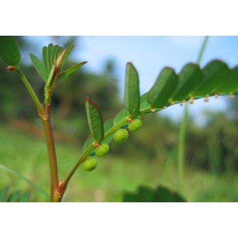 Toidulisand Phyllanthus Niruri, Planet Ayurveda, 60 kapslit